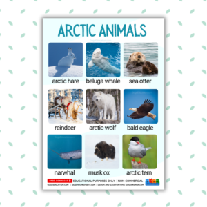 Arctic animals vocabulary poster showing real photos of an Arctic Hare, Beluga Whale, Sea Otter, Reindeer, Arctic Wolf, Bald Eagle, Narwhal, Musk Ox, and Arctic Tern.